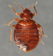 bedbug1